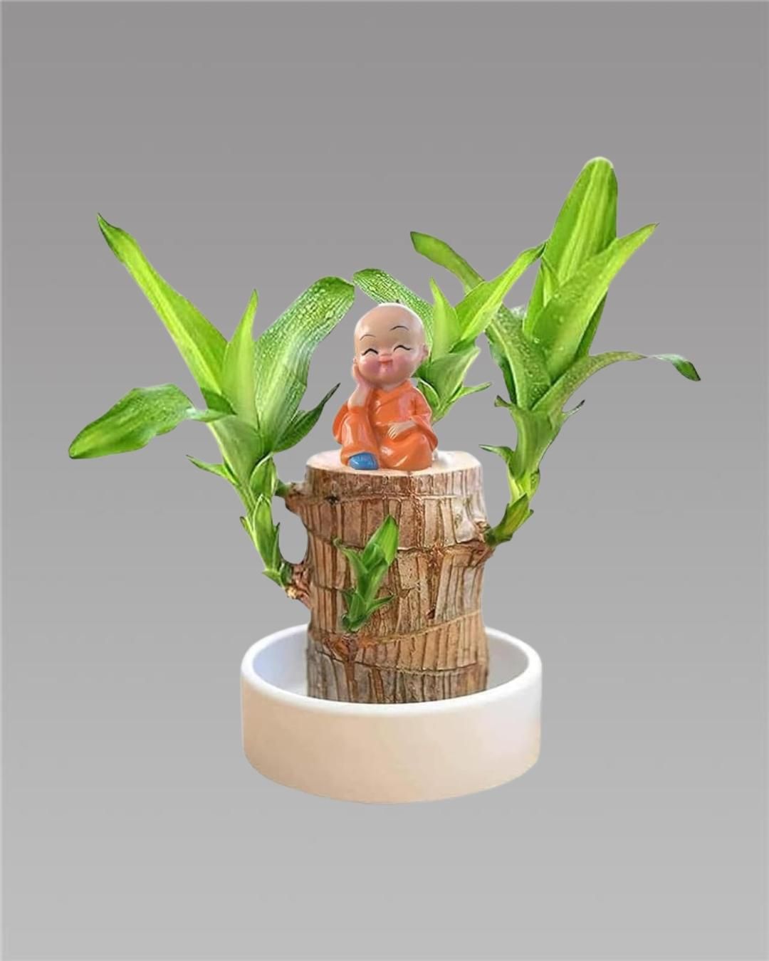 Brazilian Lucky Wood, Mini Home Plant Decoration