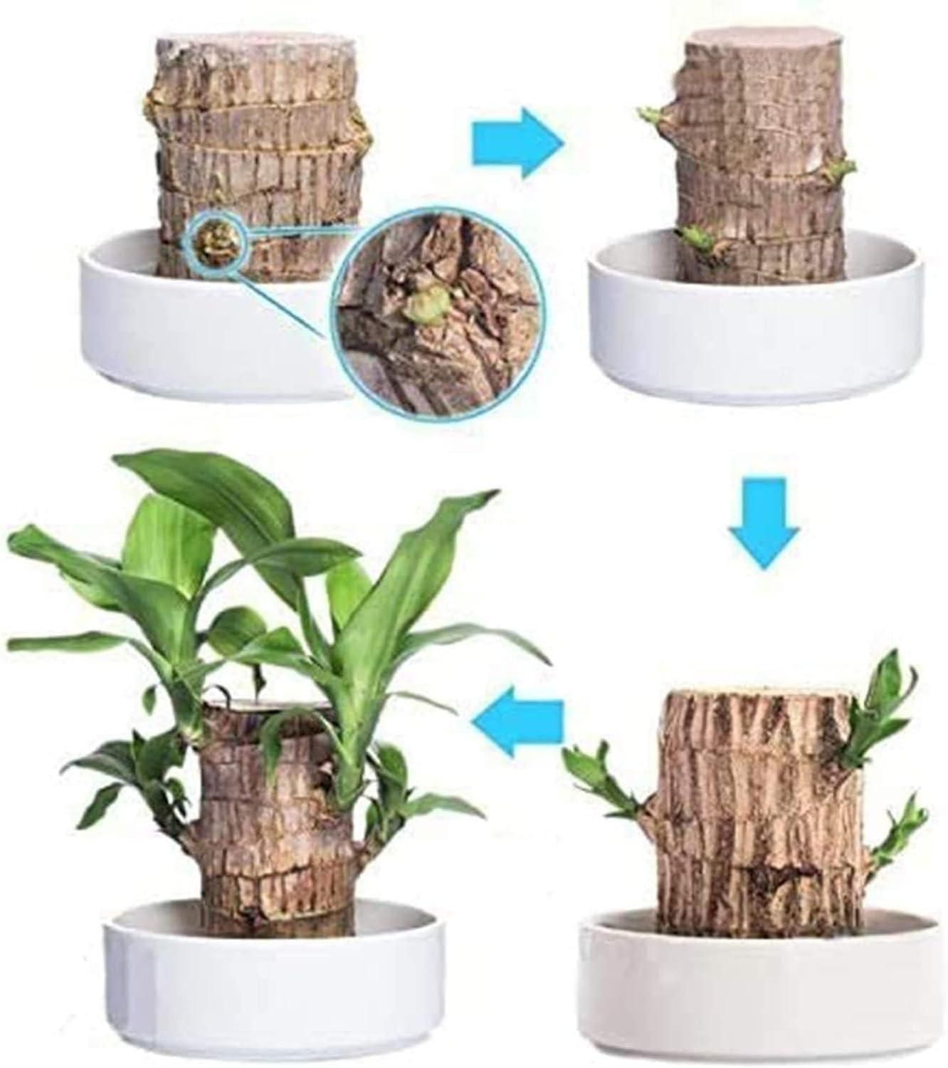 Brazilian Lucky Wood, Mini Home Plant Decoration