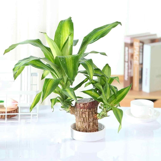 Brazilian Lucky Wood, Mini Home Plant Decoration