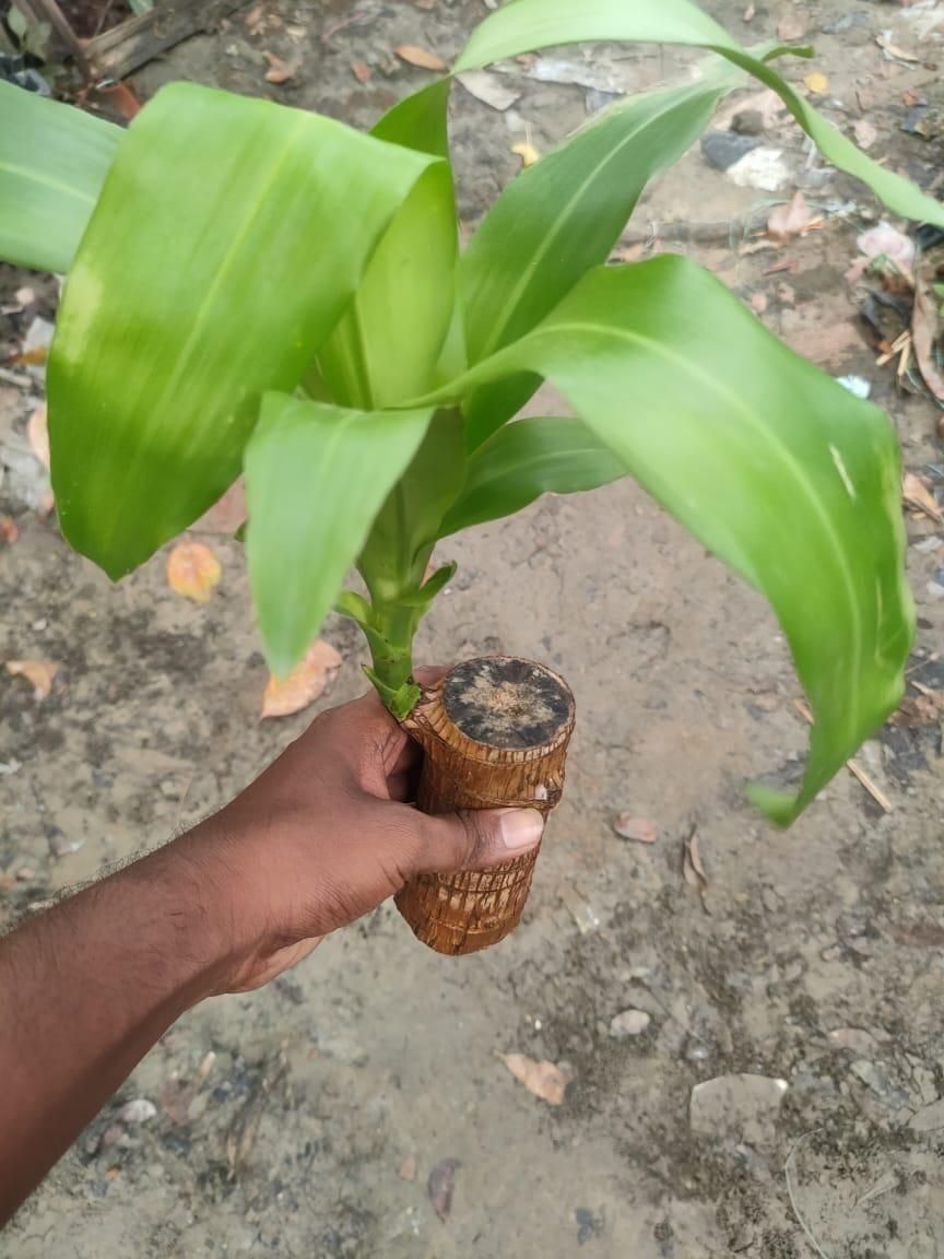Brazilian Lucky Wood, Mini Home Plant Decoration